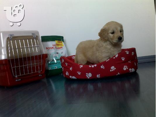 Kαλή τιμή!!!.Πουλάω όμορφα κουτάβια ράτσα GOLDEN RETRIEVER- Γκολντεν Ριτριβερ-250 euro...